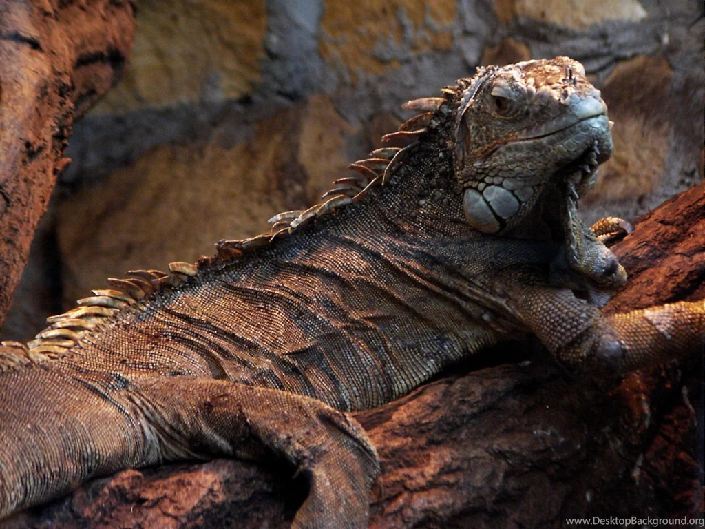 Most Dangerous Crocodile & Lizard Pictures For Desktop & Laptop ...