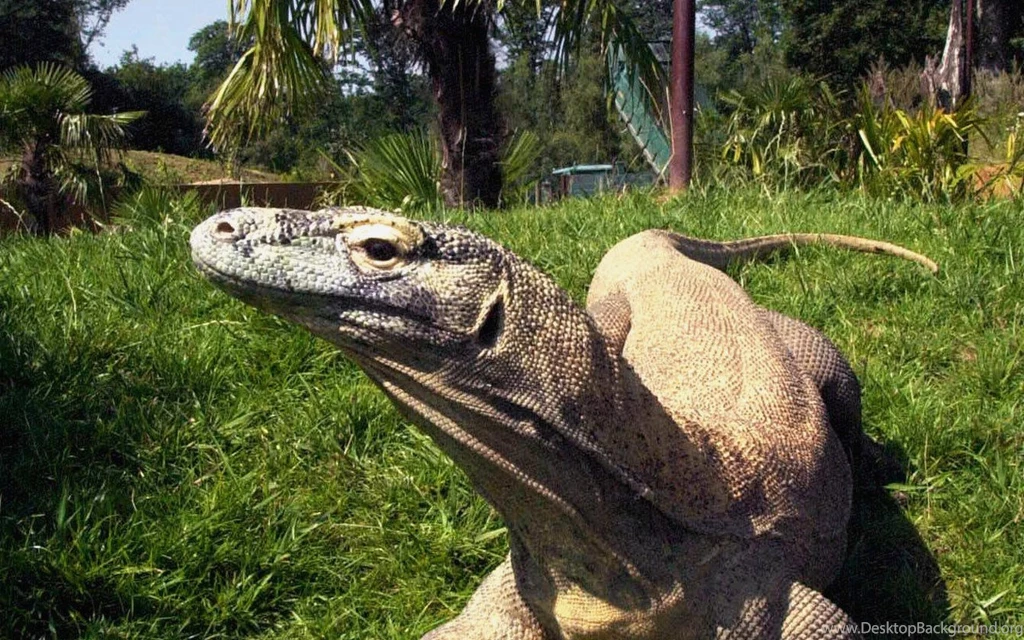 Komodo Dragon (Varanus Komodoensis) Computer Wallpapers, Desktop ...