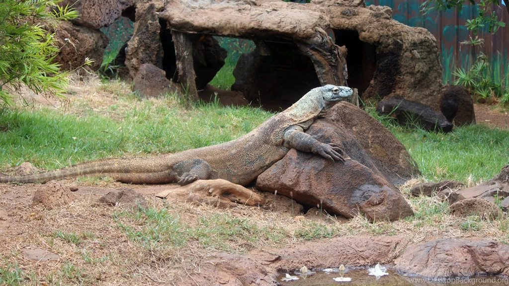 Top Komodo Dragon In Africa Wallpapers