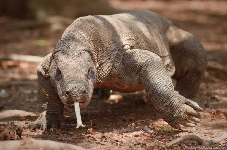 The Komodo Dragon