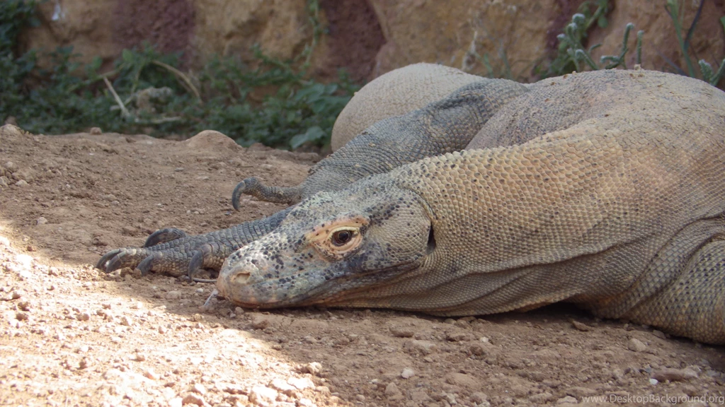 1024x576px Komodo Dragon 458.72 KB