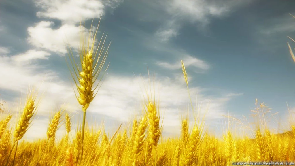 Wheat In Summer Wallpapers   Crazy Frankenstein