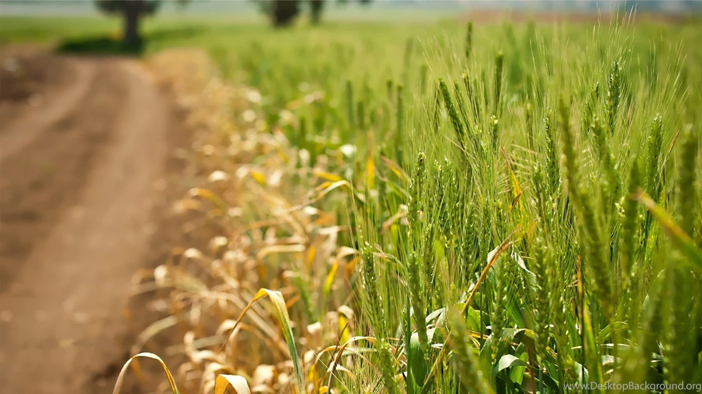 Awesome Wheat HD Wallpapers Free Download