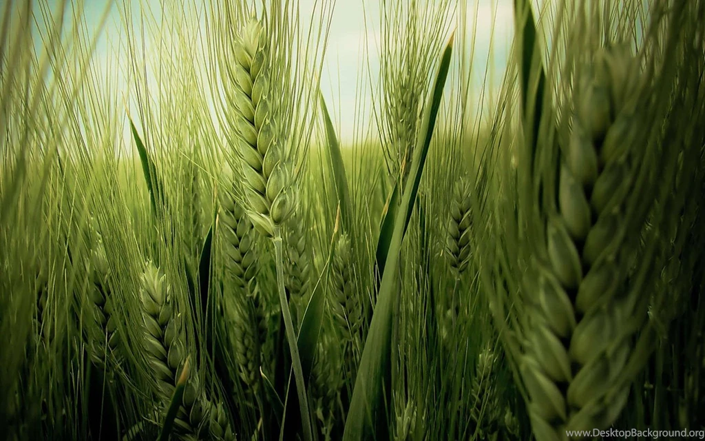 Green Wheat Wallpapers