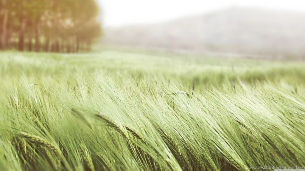 Download Green Wheat Wallpapers   Wallpapers Widest