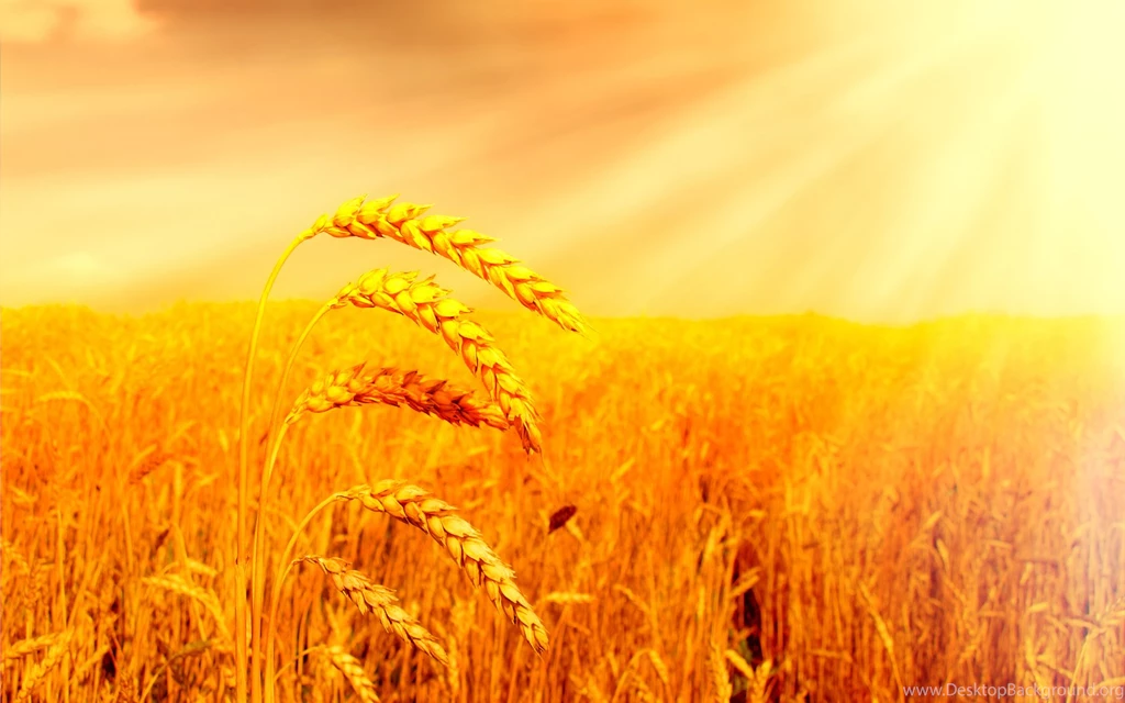 DOES Satan SHIFT YOU LIKE WHEAT….DO YOU STAND FIRM ON THE WORD OF ...