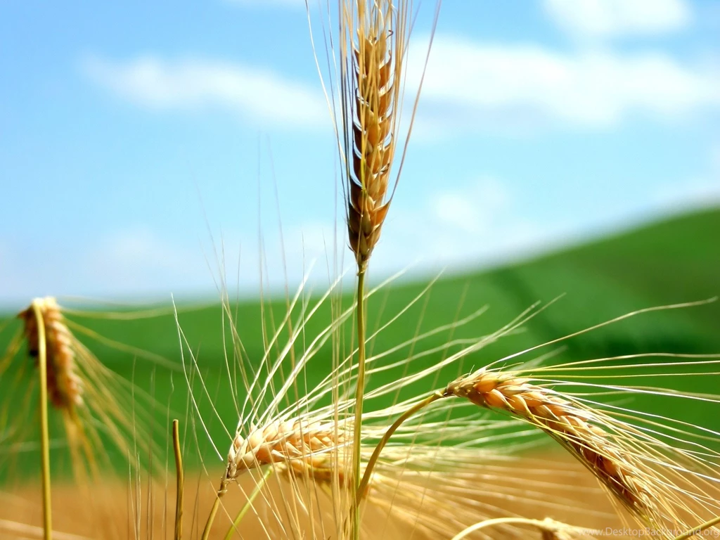 1920x1440 Wheat Desktop PC And Mac Wallpapers