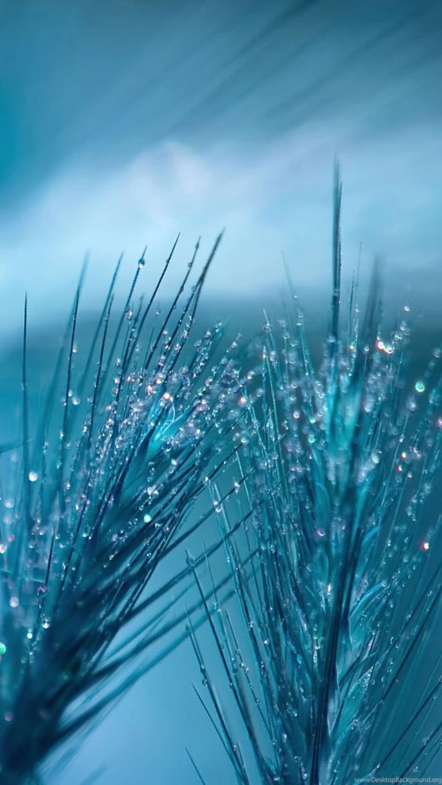 Wheat iPhone 5s Wallpapers