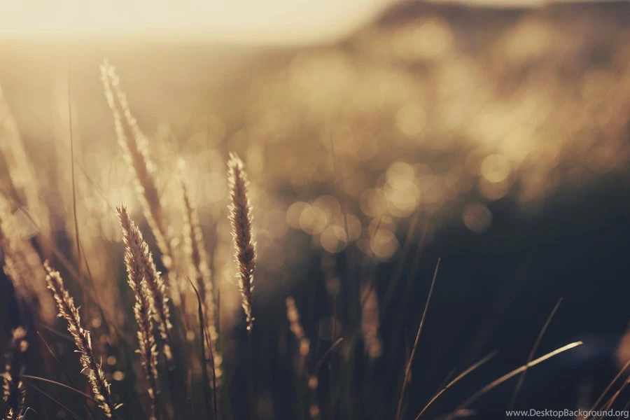 Wheat Wallpapers By TutorialesVaale On DeviantArt