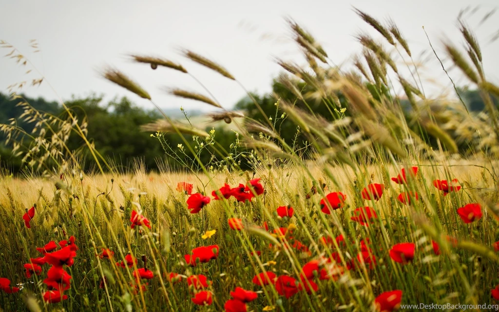 Wheat Field Wallpapers