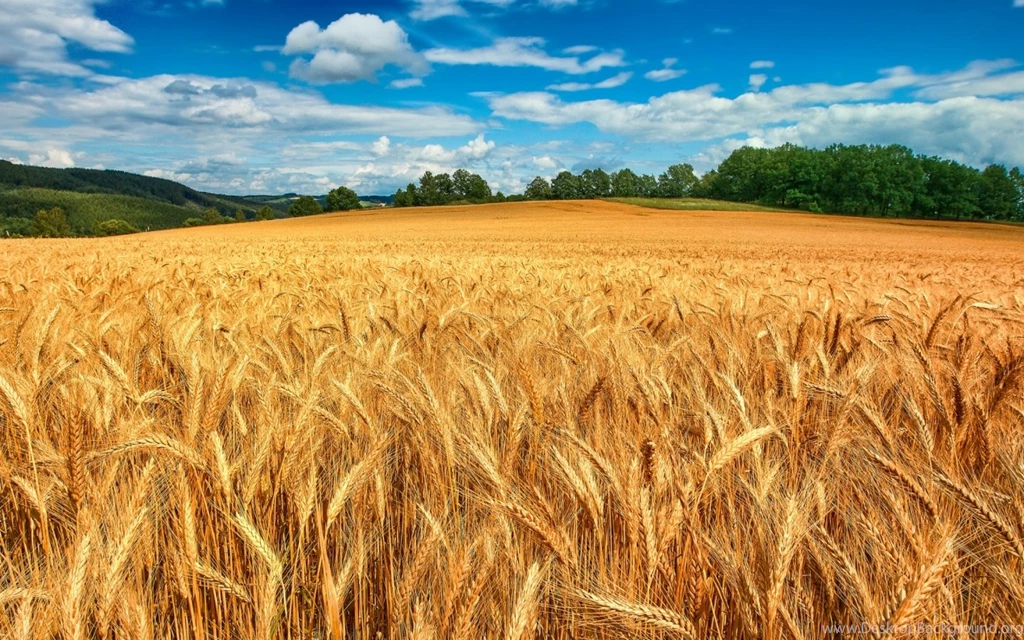 1440x900 Golden Wheat Field Desktop PC And Mac Wallpapers