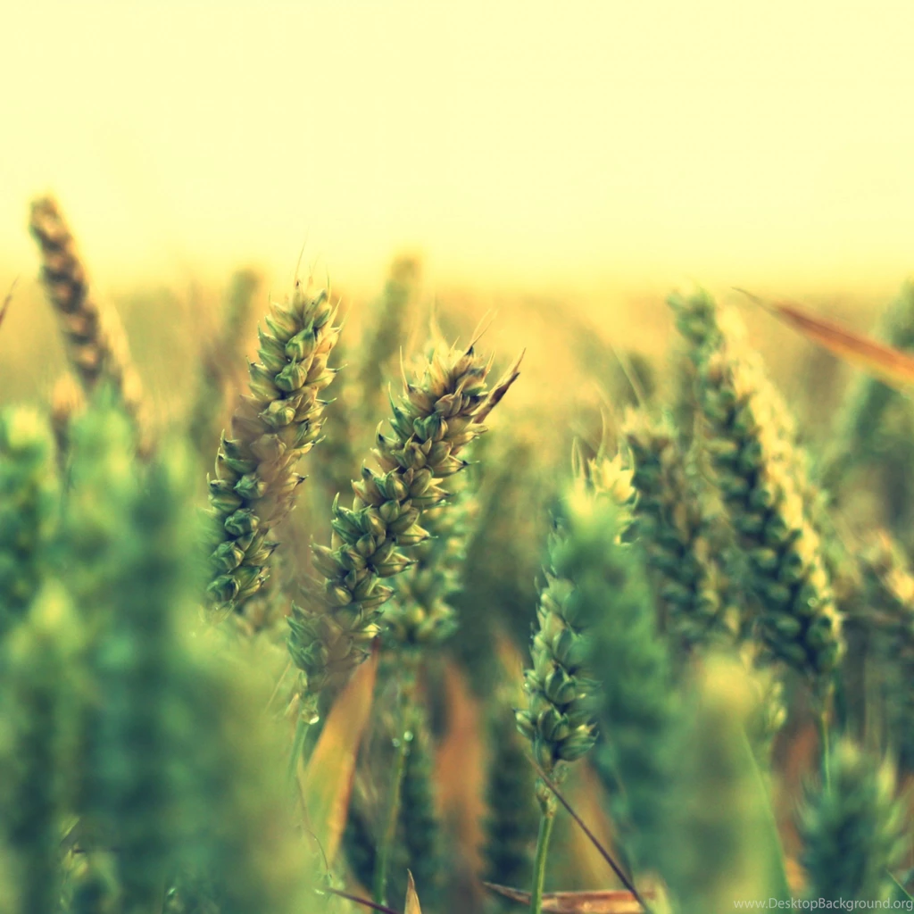 Ripe Wheat iPad Air Wallpapers Download