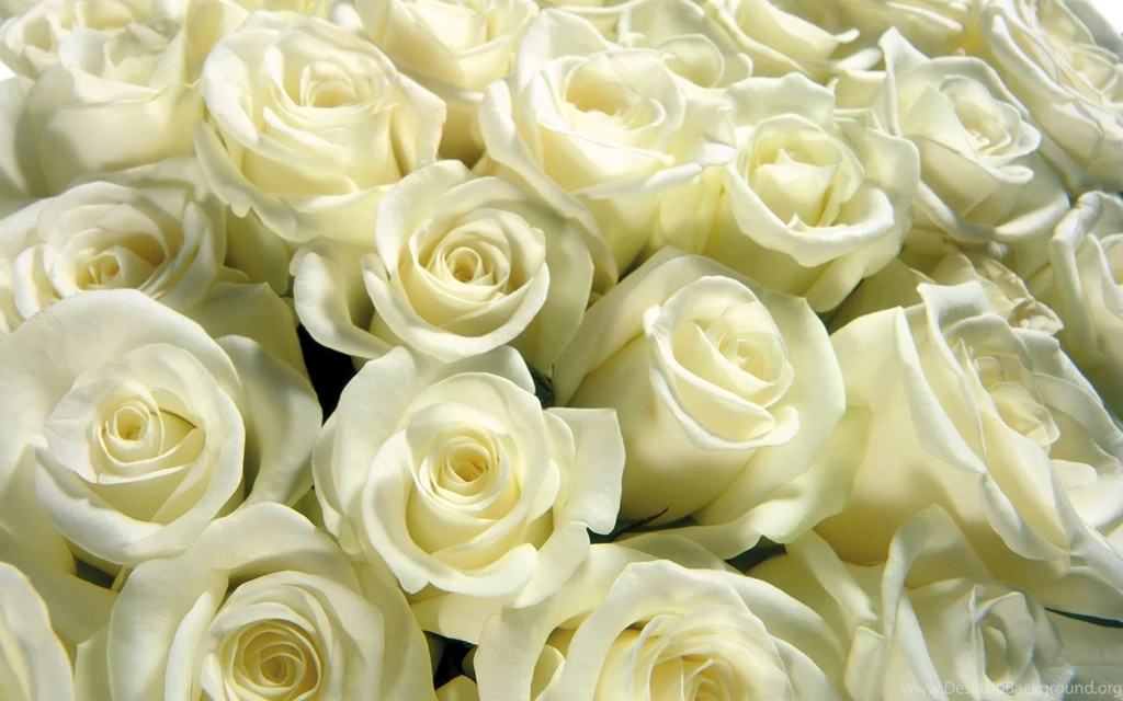 Download White Rose Backgrounds