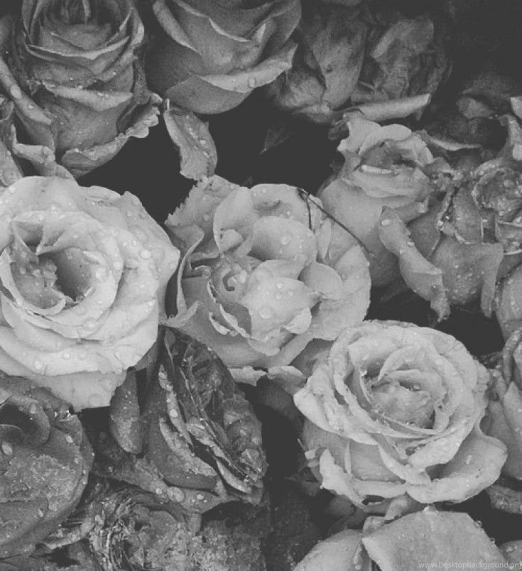 Black And White Rose Backgrounds