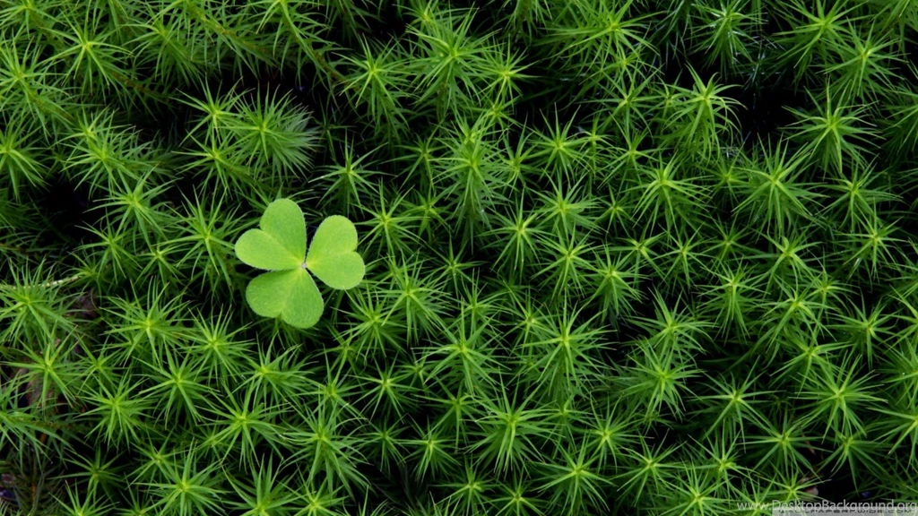 Shamrock And Irish Moss HD Desktop Wallpapers : Widescreen : High ...