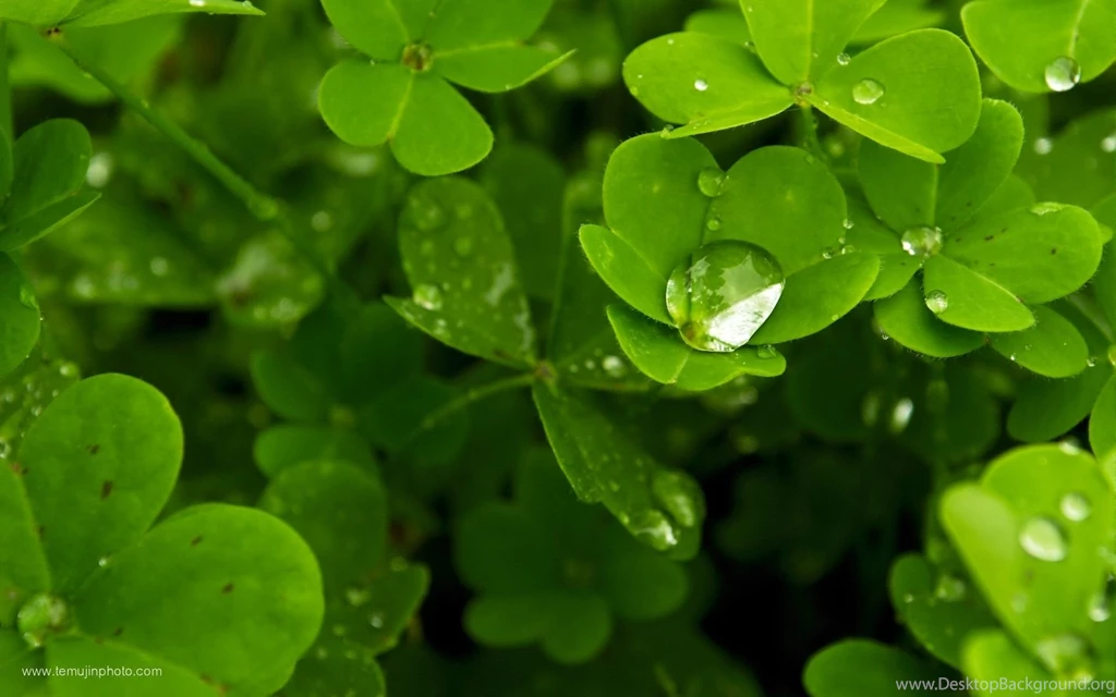 Shamrock Desktop Wallpapers Wallpapers Cave