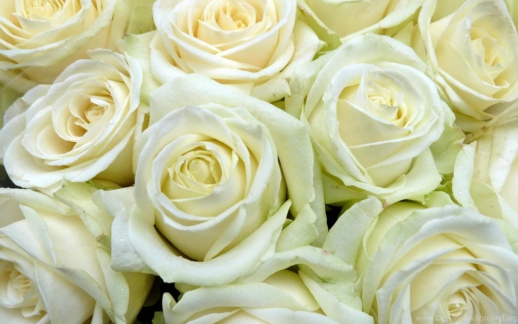 Download Wallpapers 2560x1600 Rose, White, Flower Buds, Many ...