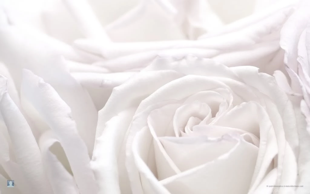 Whiteroses.jpg