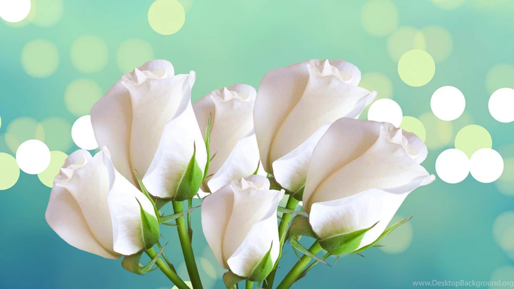 Beautiful White Roses On A Blue Backgrounds For Women On March 8 ...