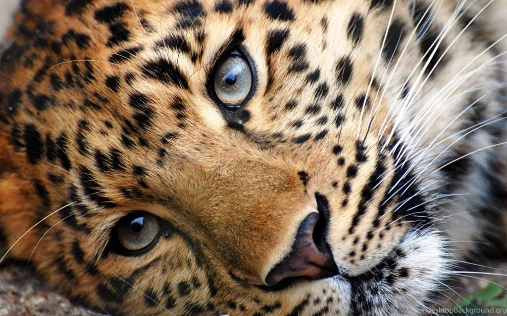 Cheetah Wallpapers