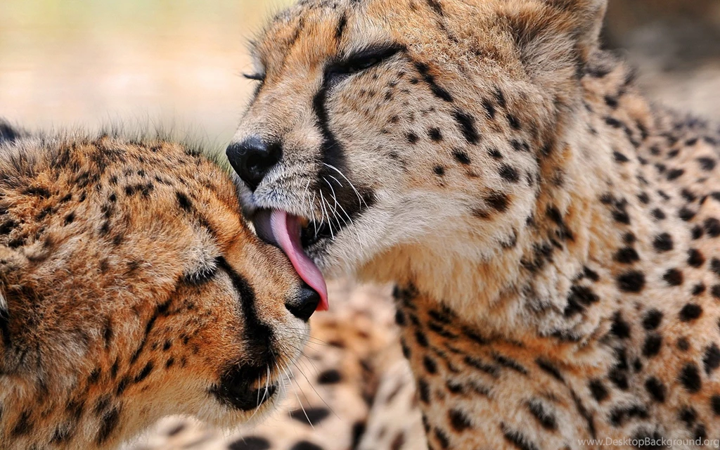 Cheetah Backgrounds Free Download