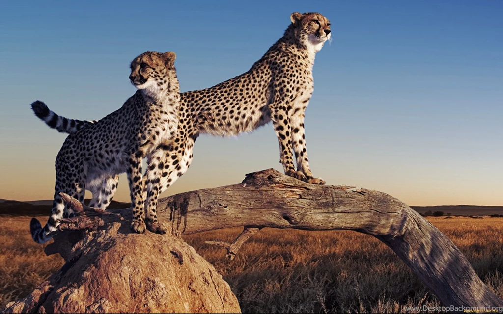 Cheetah Wallpapers High Quality Uncalke.com