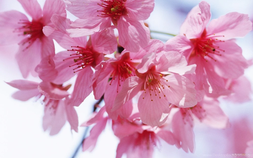 Widescreen Flower Wallpapers