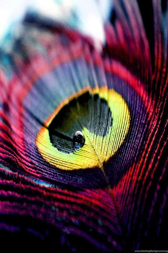 Different But Pretty Color For A Single Peacock Feather Tattoo ...