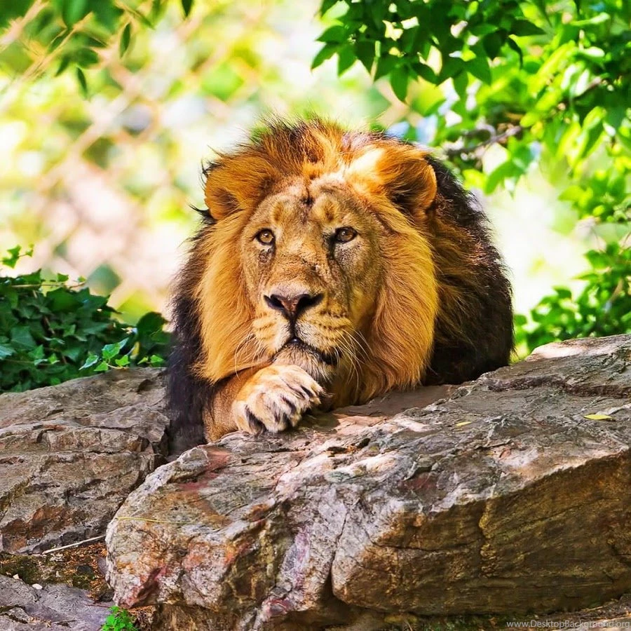 Animals Live Wallpapers Android Apps On Google Play