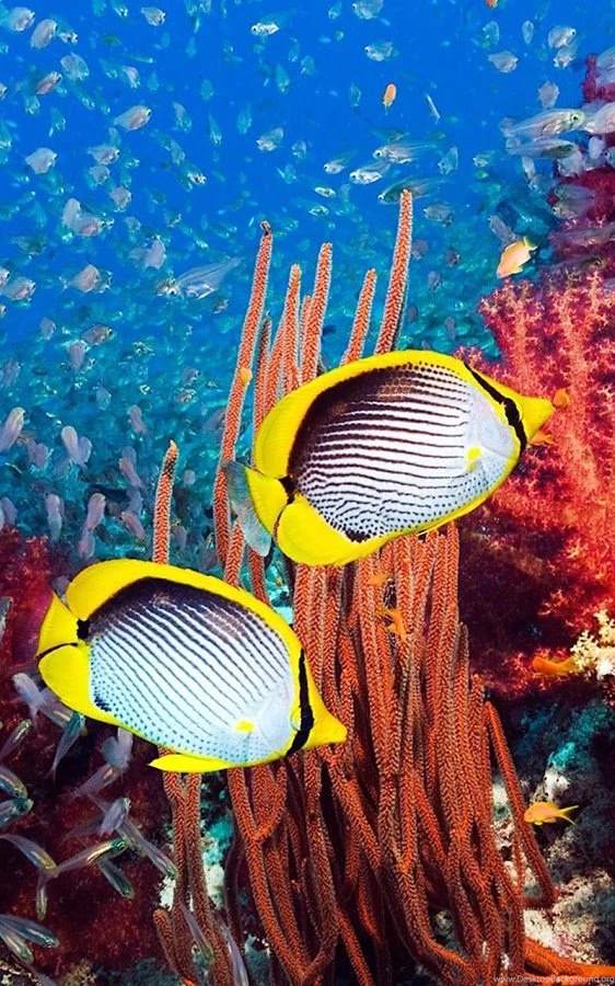 Animals LIve Wallpapers Android Apps On Google Play