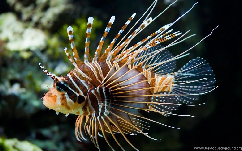 Sea Life Live Wallpapers Android Apps On Google Play