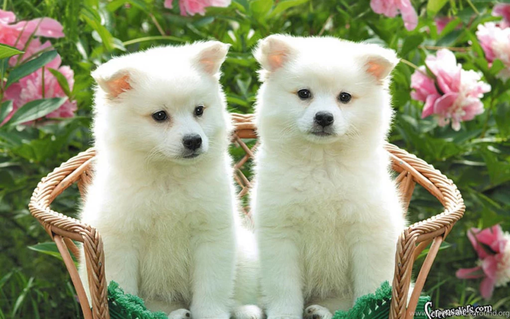 Cute Puppies Wallpapers For Computer