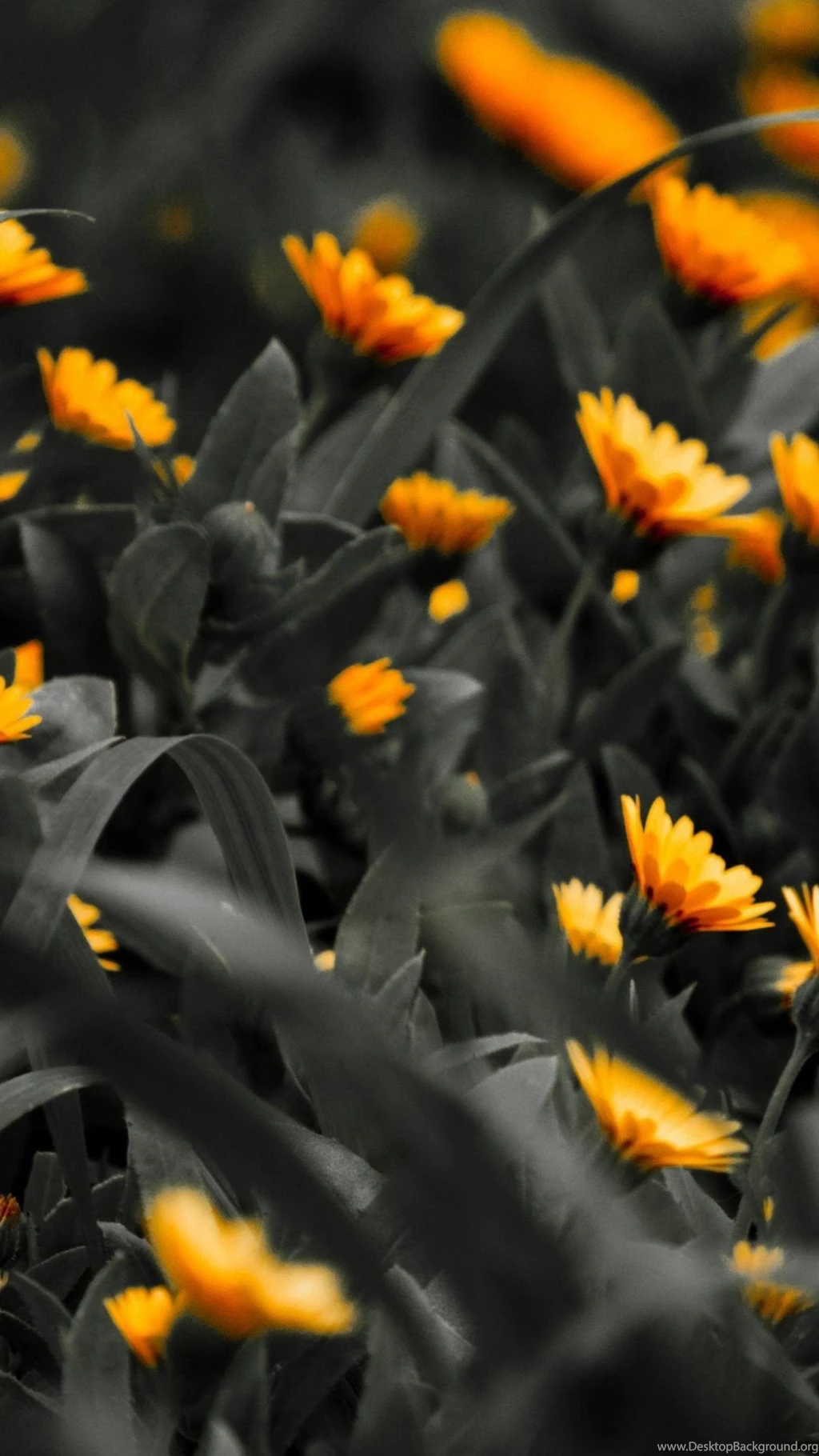 Orange Flowers Black White Photo iPhone 6 Plus HD Wallpapers / IPod ...