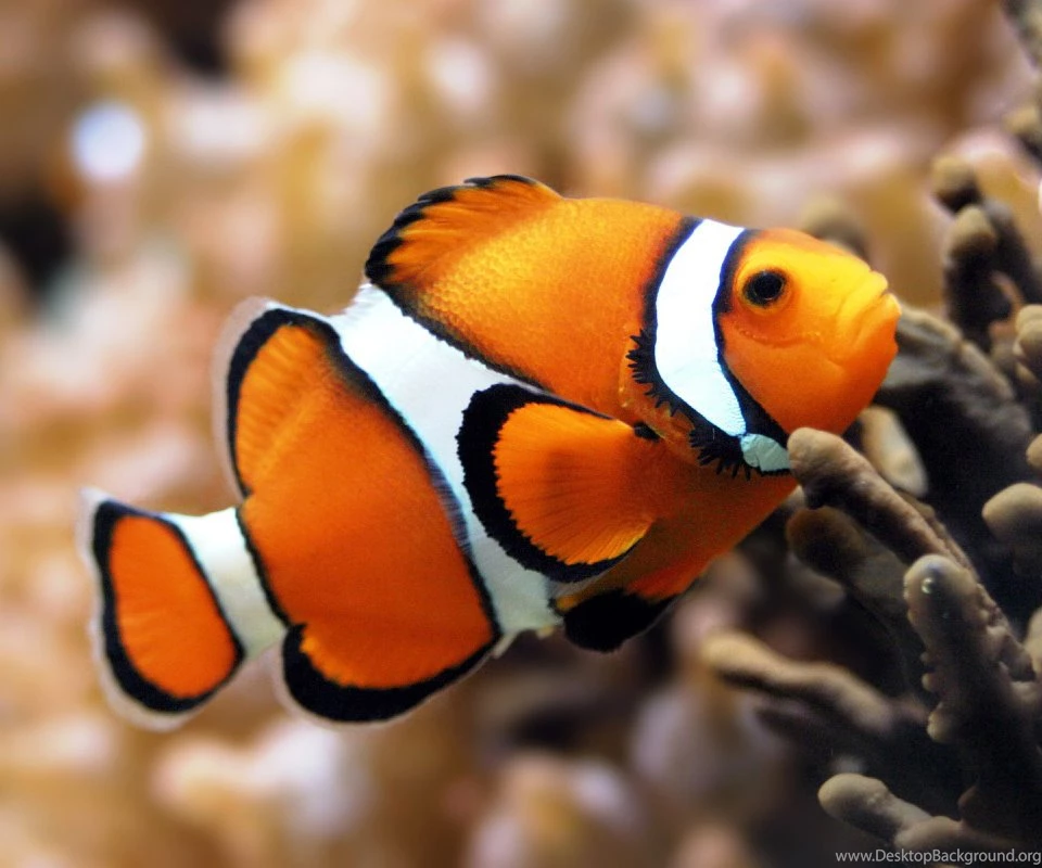 Orange Clownfish Android Wallpapers 960x800 Phone Hd Wallpapers