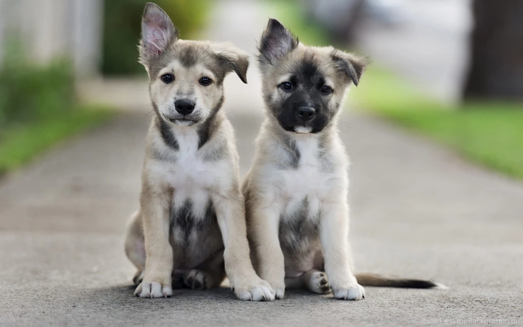 Cute Puppies Wallpapers HD Download For Desktop And Mobile