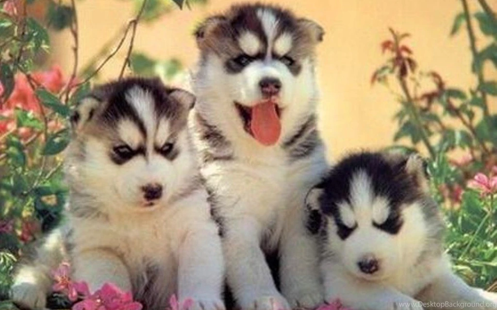 Puppies Wallpapers