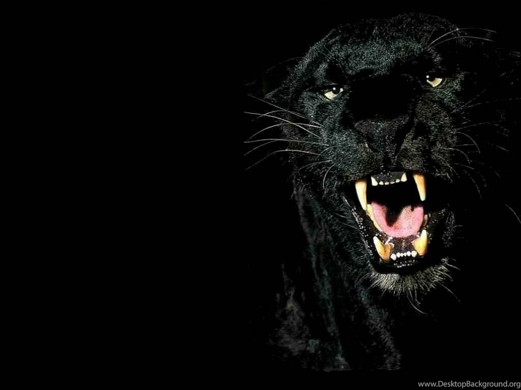Panther Wallpapers