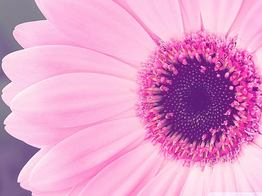 Pink Nation Wallpapers 5 Items
