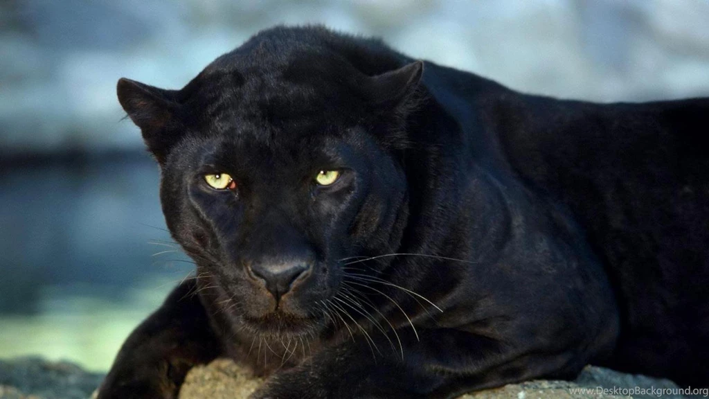 Black Panther Wallpapers, Images, Photos, Pictures & Pics