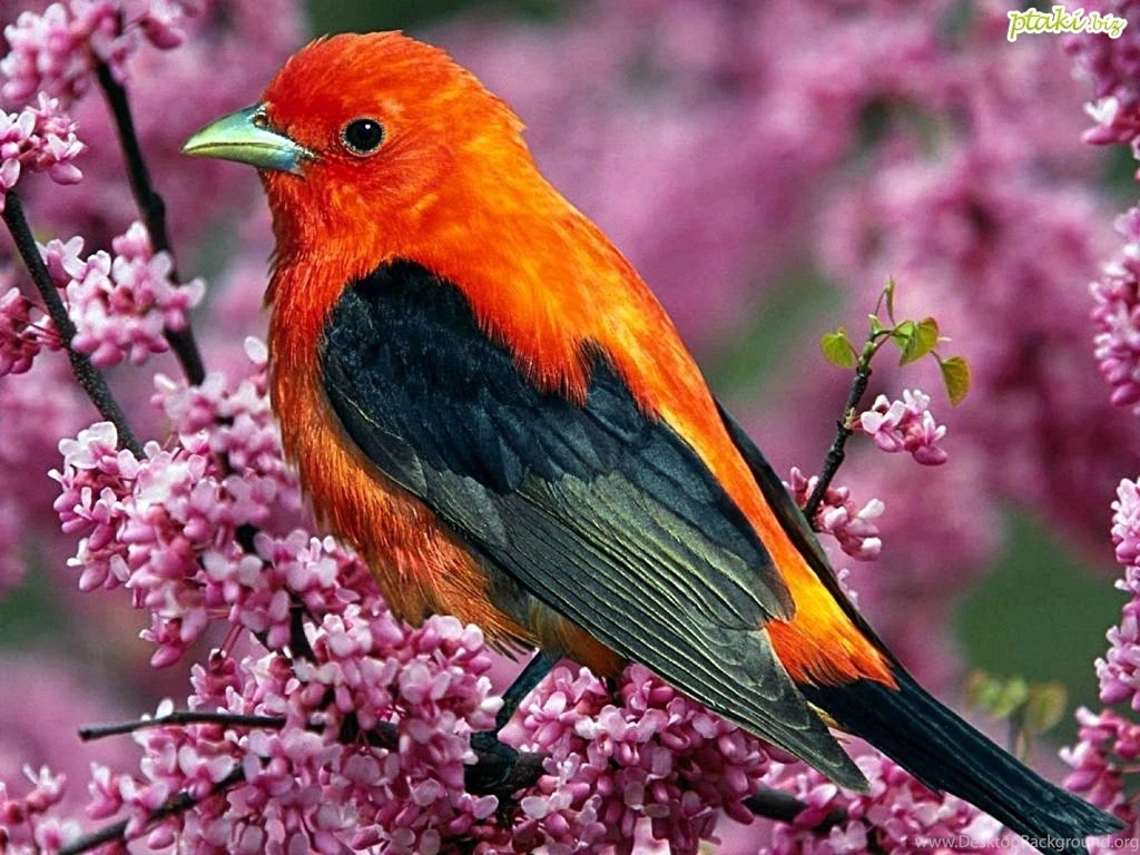 Nature Birds 2048×1536 Wallpapers 2168702
