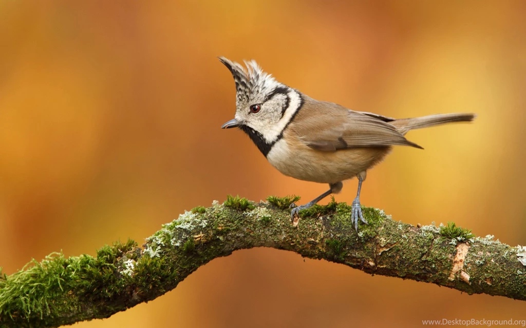 Nature Birds Wallpapers HD Wallpapers And Pictures