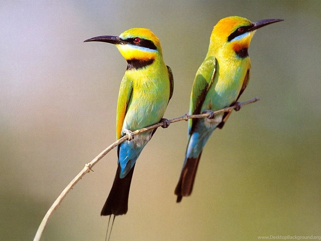 Nature Birds Wallpapers Free Download