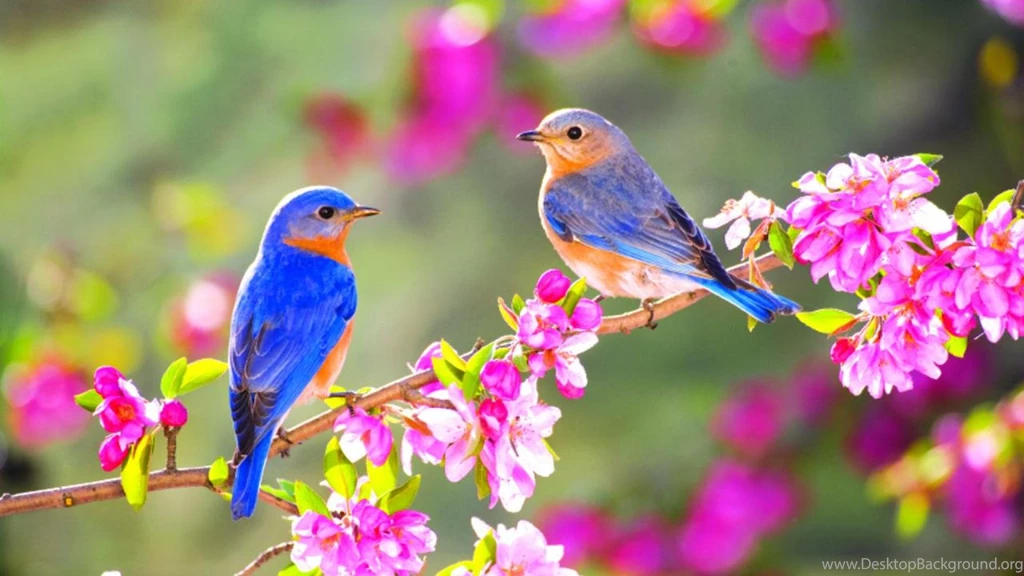 SPRING BLUE BIRDS WALLPAPER   (