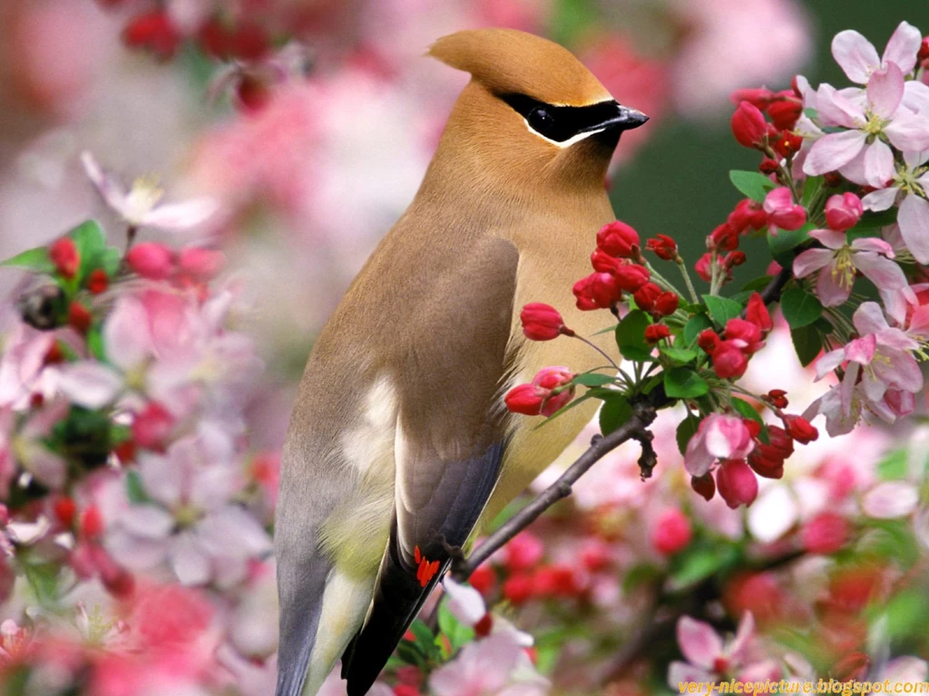 Best Birds HD Wallpapers
