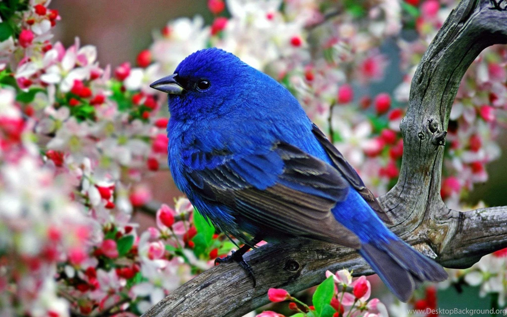 Animals, Nature, Birds Wallpapers HD / Desktop And Mobile Backgrounds
