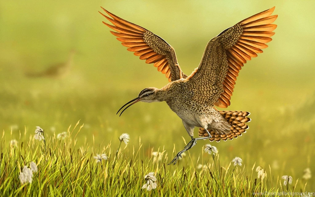 Bird grass nature art hd wallpapers Magic4Walls.com