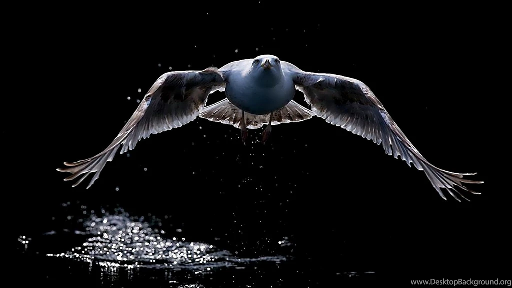 Nature Wallpapers