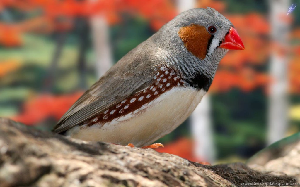 Nature Birds Wallpapers