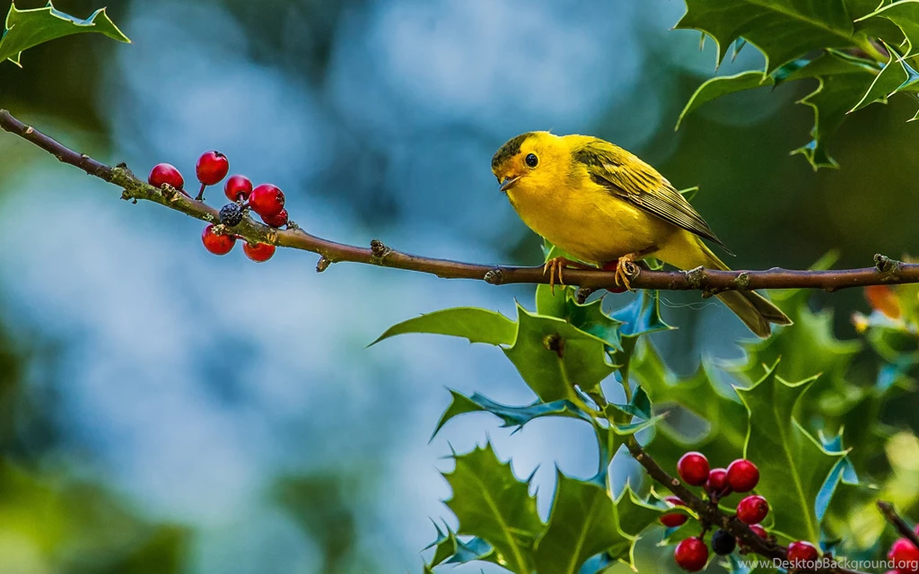 Animals Birds Photography Berry Leaves Nature Wildlife Trees ...