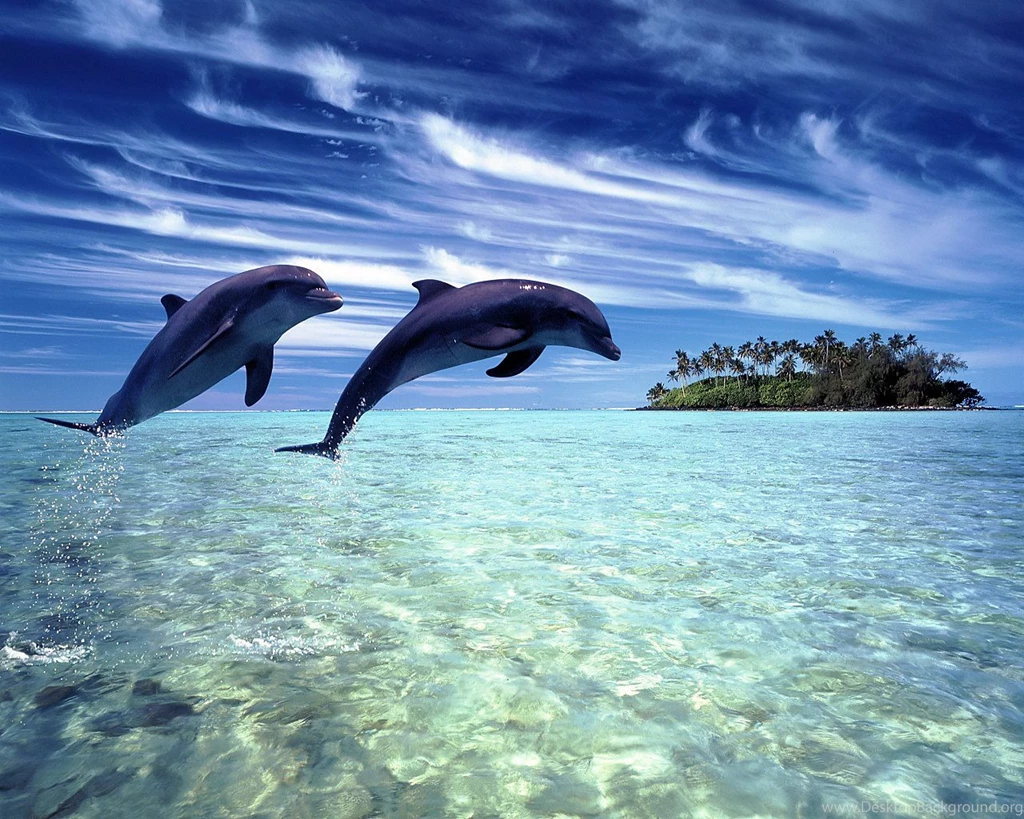 Dolphin Pics